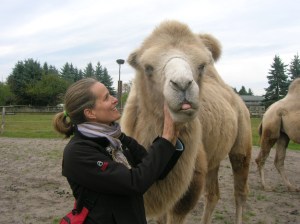 Camels, for real, near Berlin