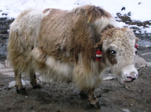 Yak bells clang at night too (as we found out)