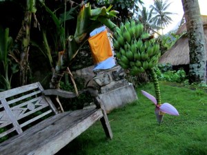 Banana tree fell over during a rainstorm