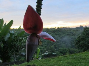 I'm thinking of whipping up a banana blossom salad sometime soon...