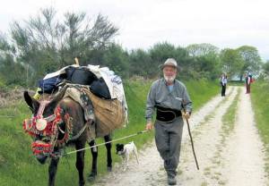 independent.ie donkey